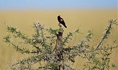 Fan-tailed Widowbird